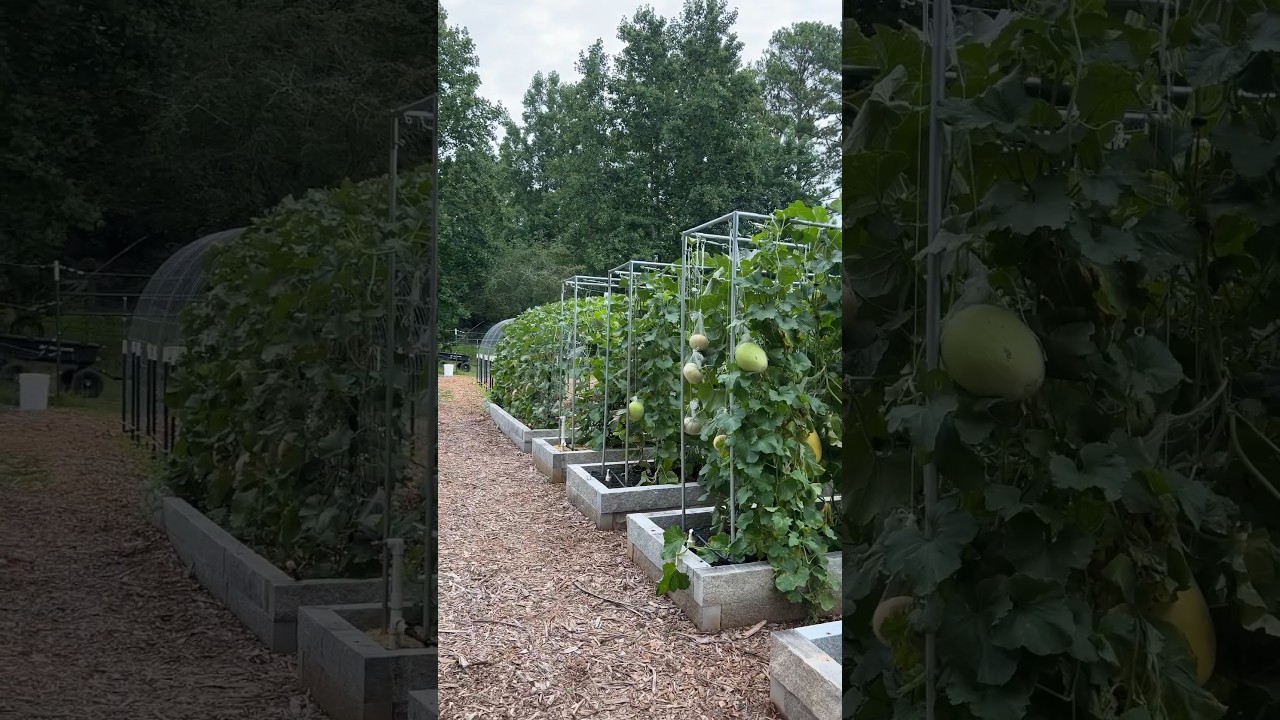 Two Ways I Grow Melons Vertcally