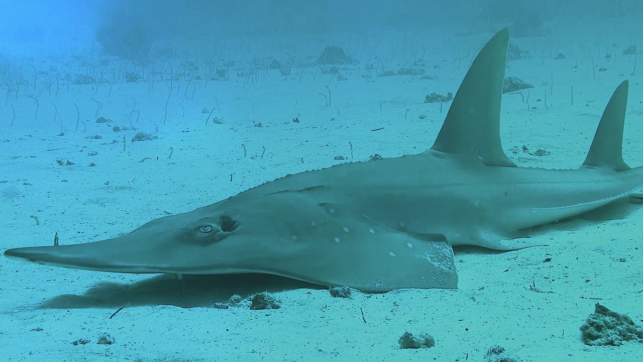 GUITARFISH Sultan of Swing