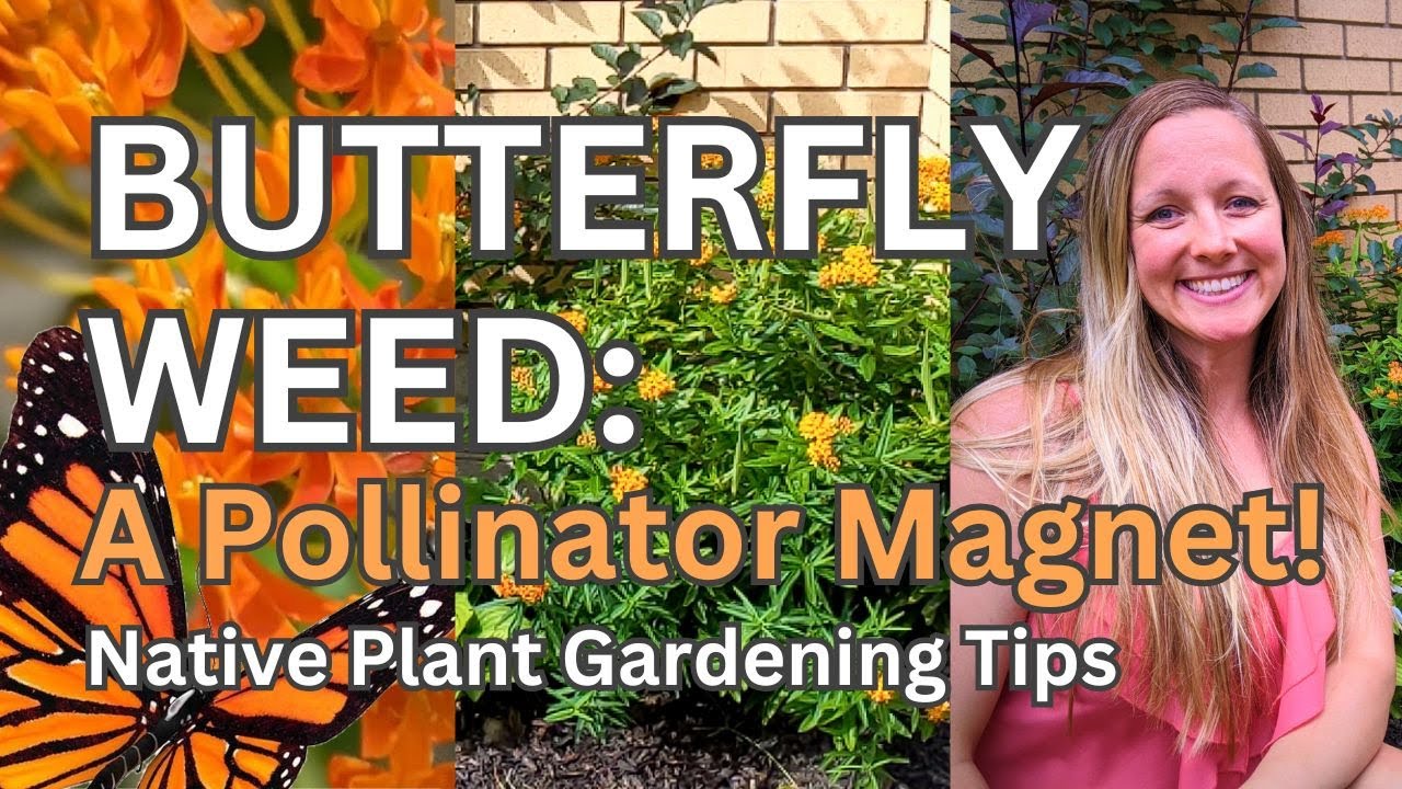 Help Save the 🦋 Monarchs with Butterfly Weed and Attract Tons of Pollinators at the Same Time!