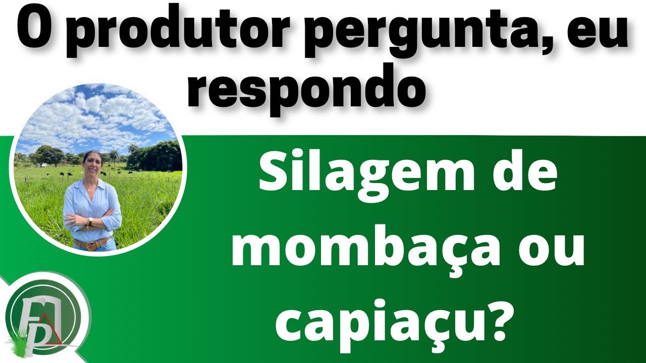 Silagem de Momba&ccedil;a ou de Capia&ccedil;u?