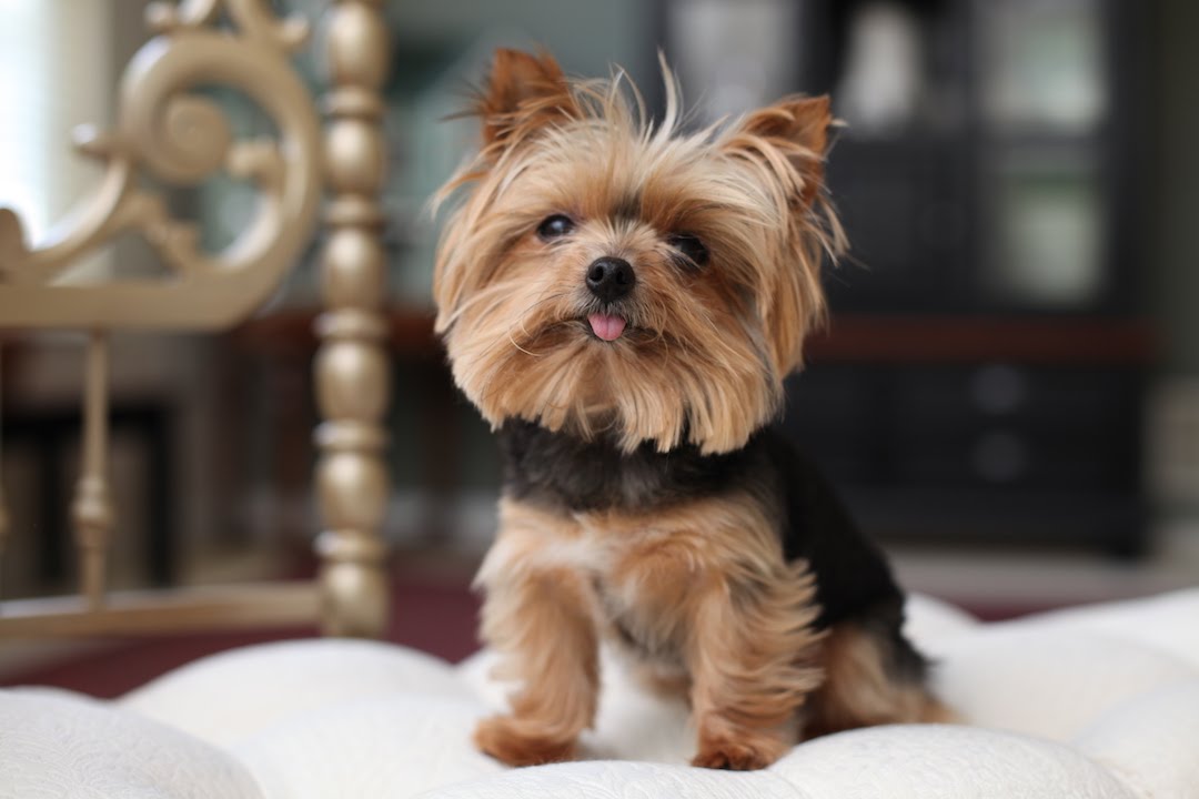 World's Smallest Working Dog: SUPERPOWER DOGS