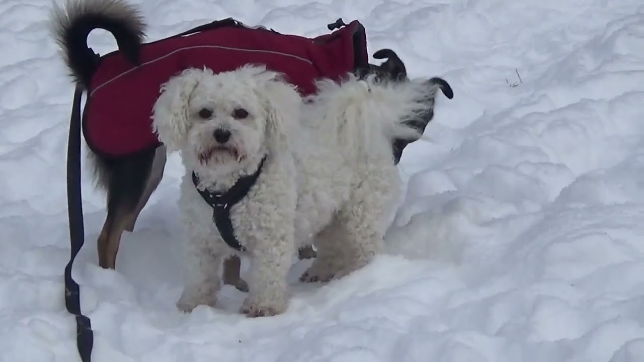 Lasst uns machen Schneegestöber  I   😁