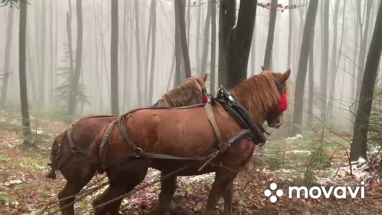 Коні Наші