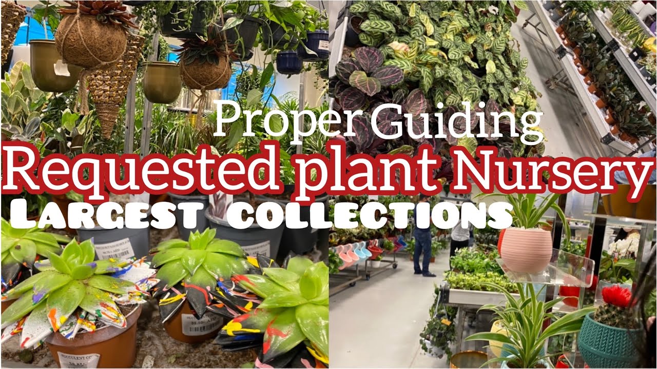 Largest Collection Of Plants and garden materials In Dubai at Reasonable price||In Malayalam&Tamil||