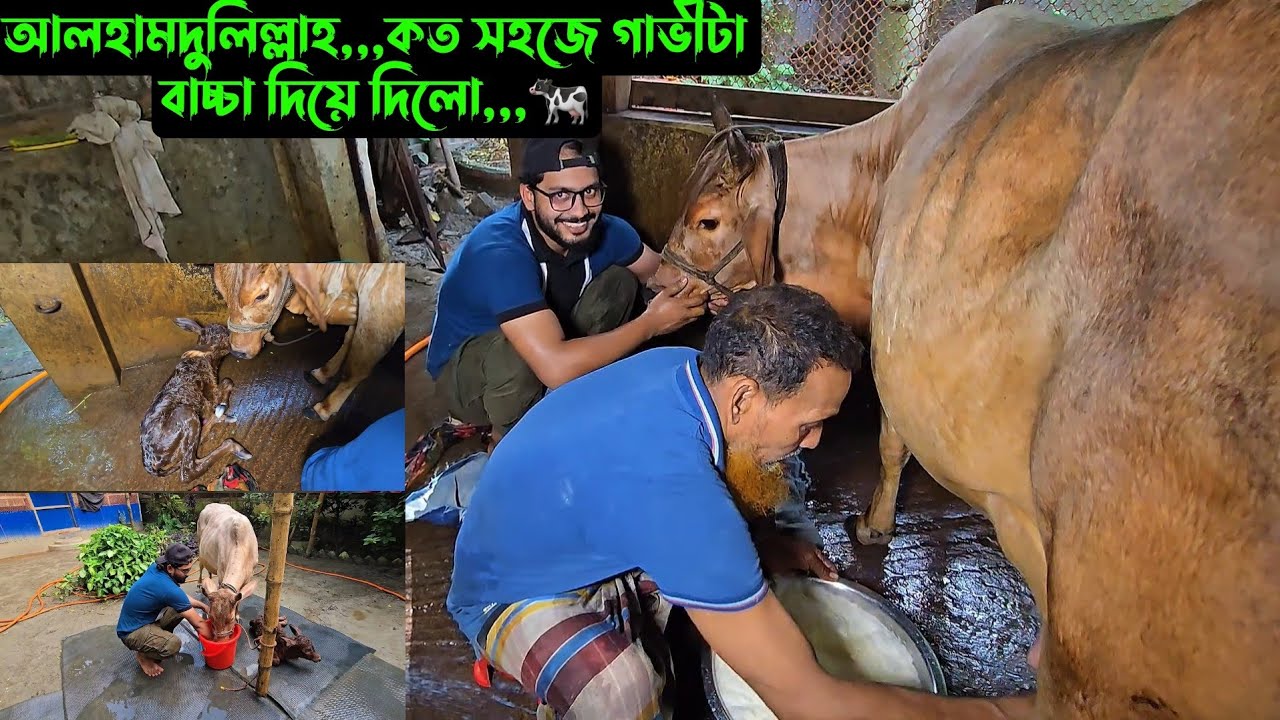 আলহামদুলিল্লাহ,,,কত সহজে গাভীটা বাচ্চা দিয়ে দিলো,,,🐄