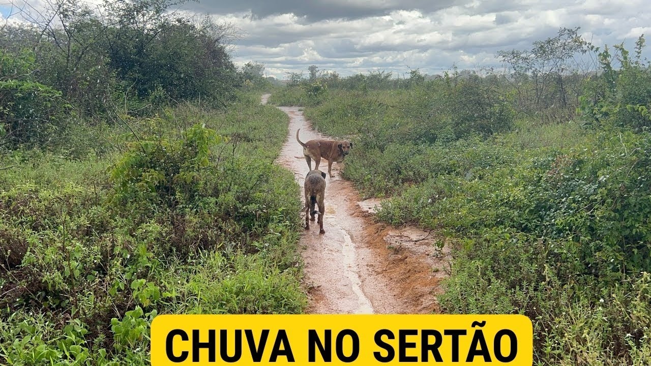 🌵🌧️CHUVA BOA NO SERTÃO NORDESTINO