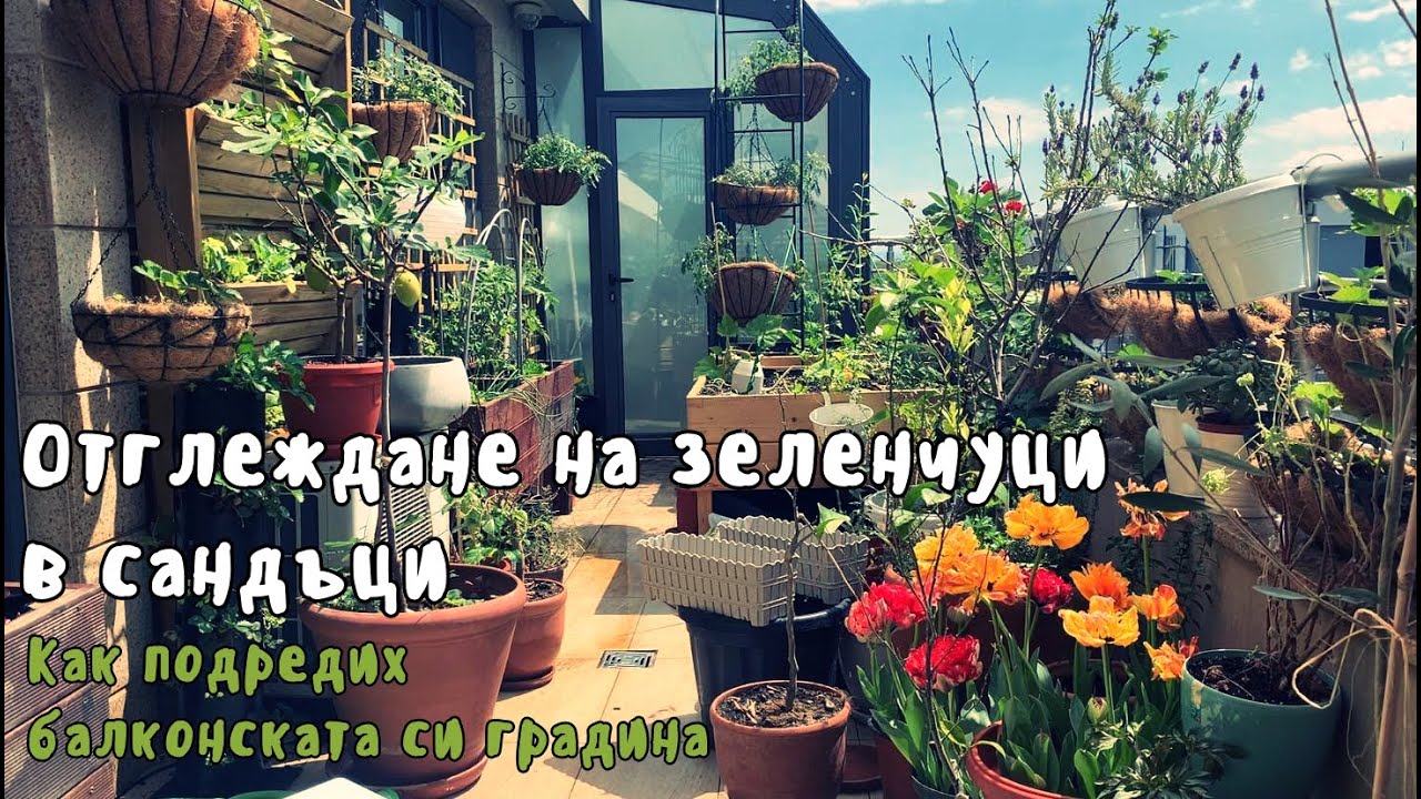 Отглеждане на зеленчуци в сандъци