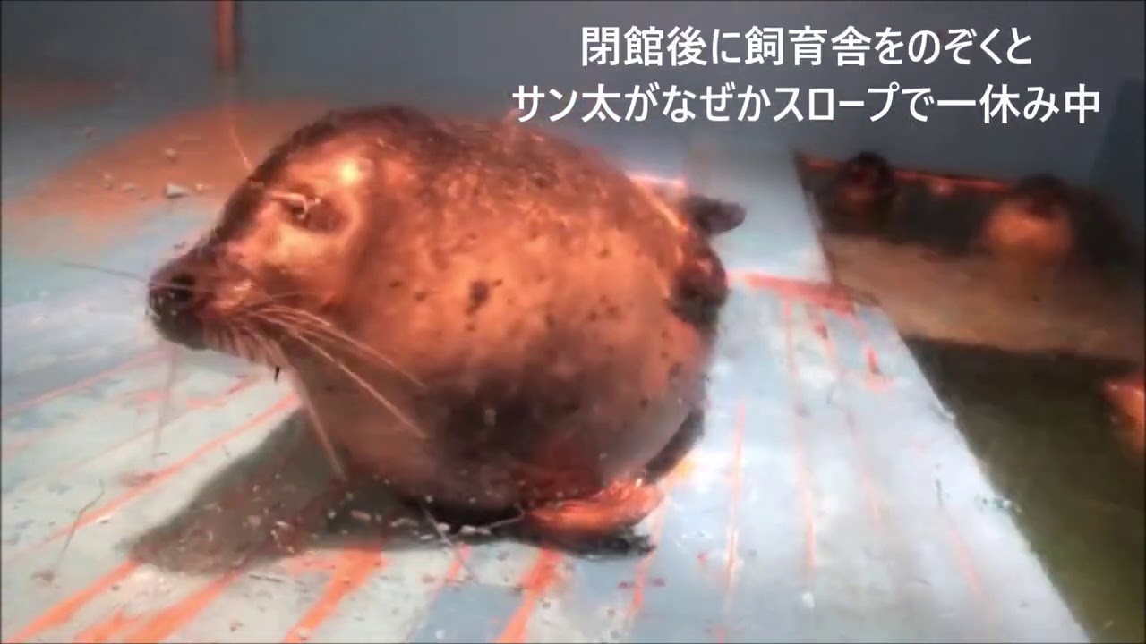 【アザラシ】見た目以上に魅力的（伊勢シーパラダイス／水族館）