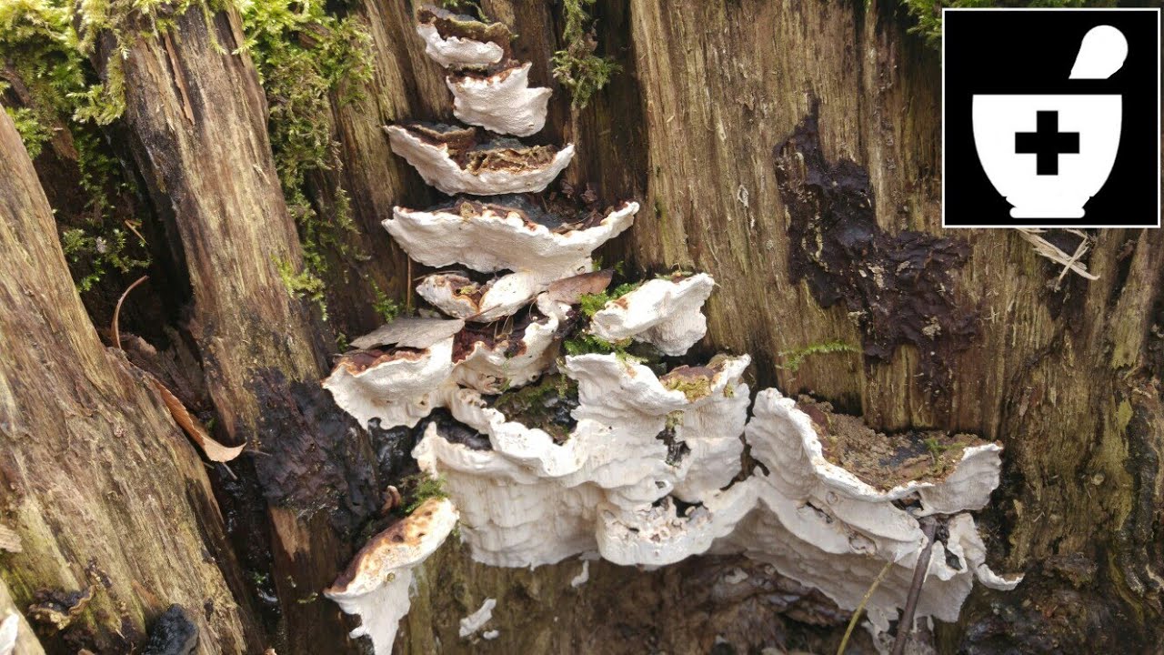 Korzeniowiec sosnowy, wieloletni (Heterobasidion annosum)