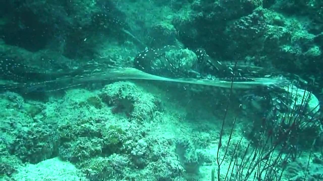 Fiji Dive Trip - Octopus Fight!