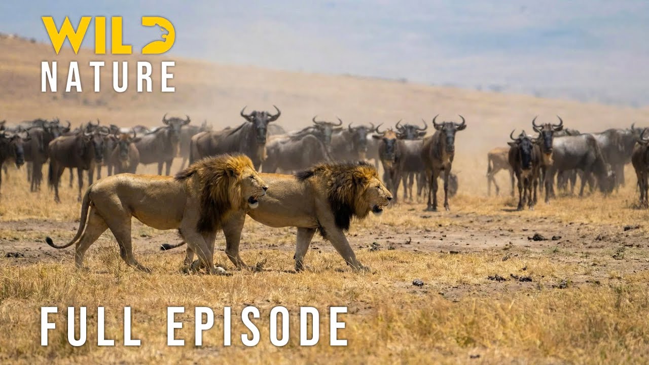 NOMADIC SURVIVAL - Savanna&rsquo;s Most Brutal Conflict (Full Episode) | Nature animal documentary