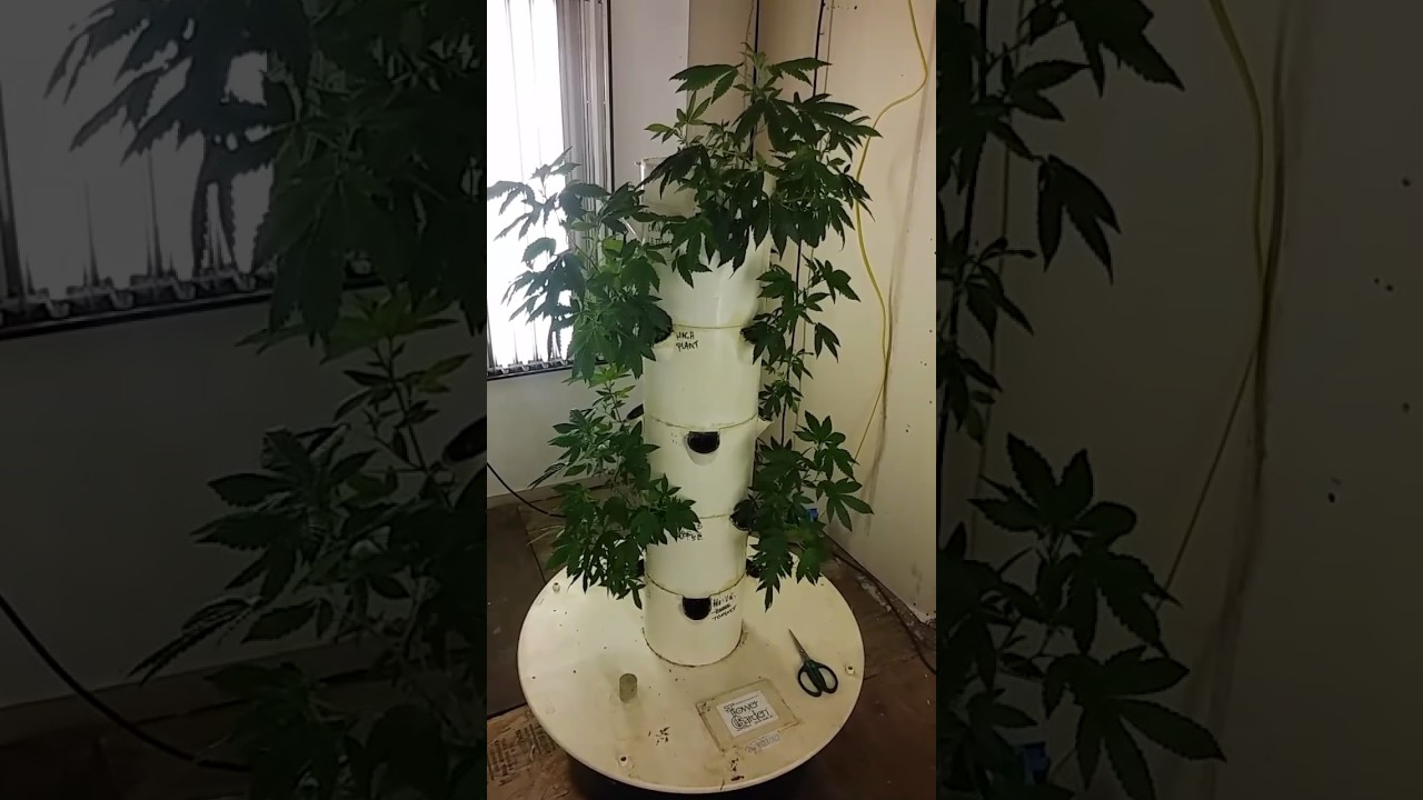 Aeroponic Cannabis Tower Garden Start 2017 pt1
