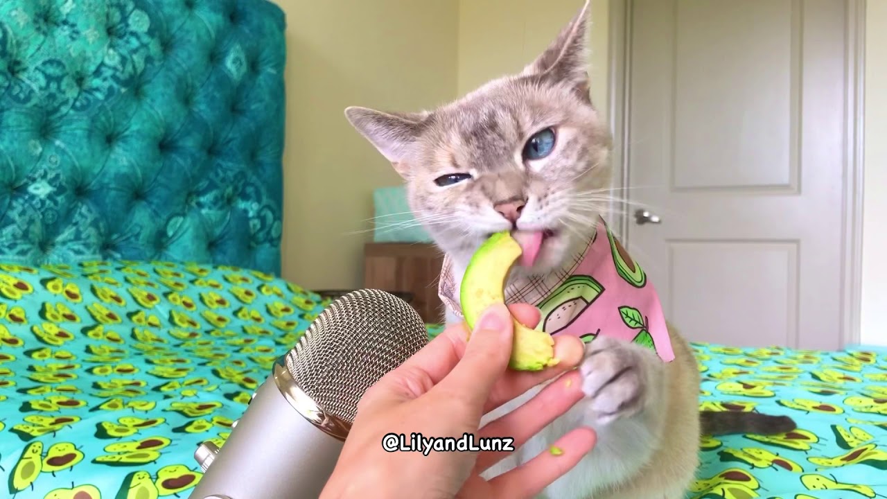 ASMR - CAT EATS AVOCADO