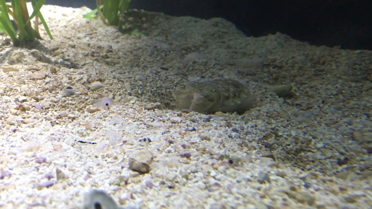 Common Cuttlefish on the Hunt