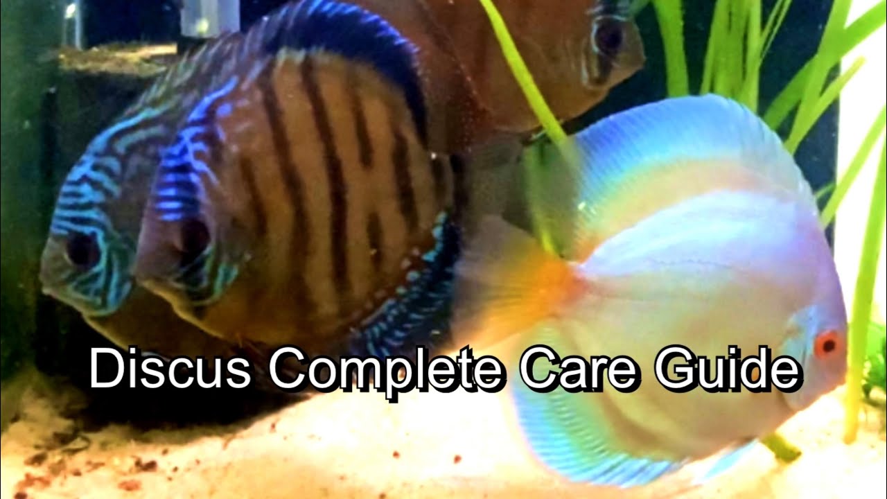 Complete Discus Care Guide! For Asian Discus! Subscribe For More!
