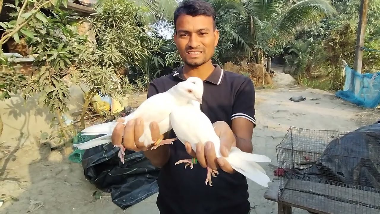 Matterskurta  video 9339440190