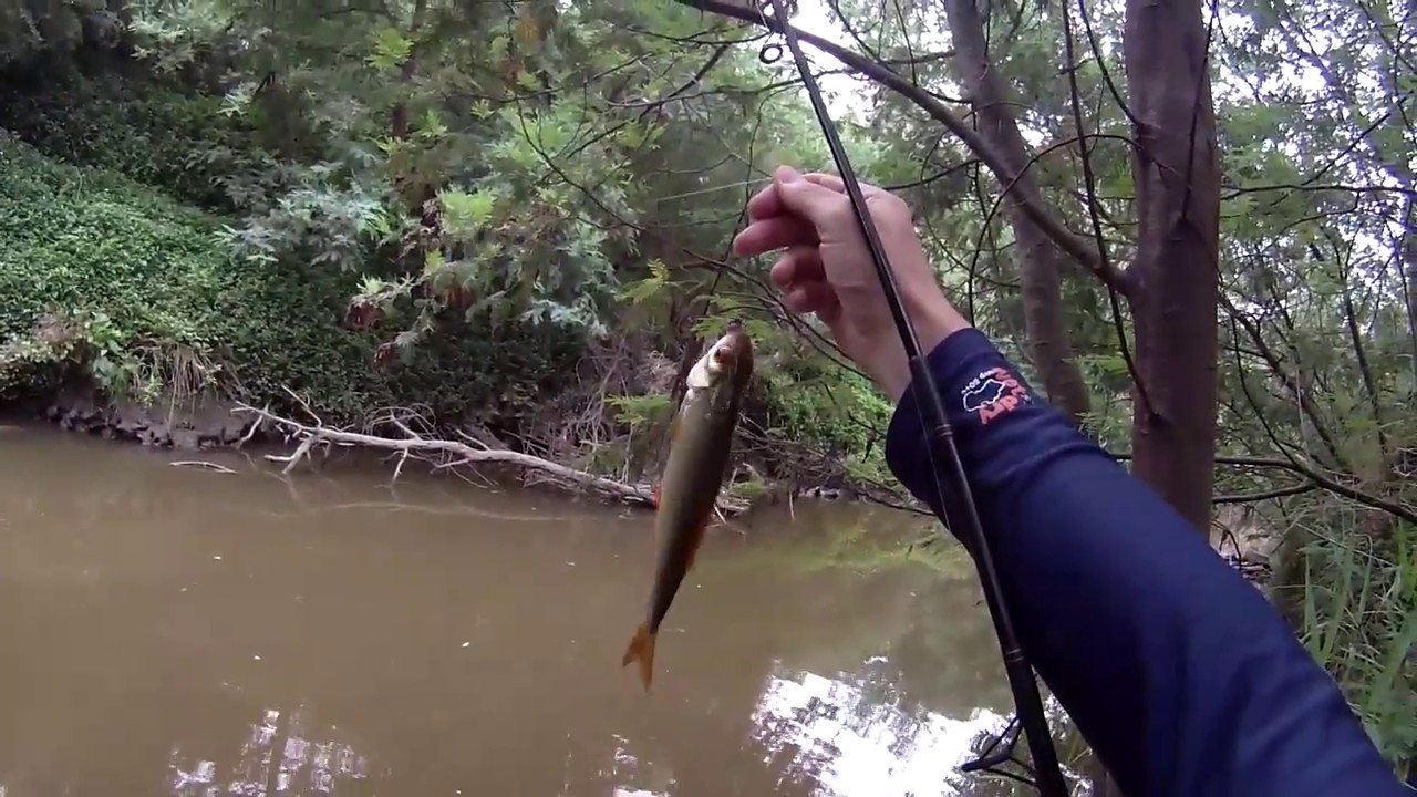 A surprise catch fishing in the suburbs