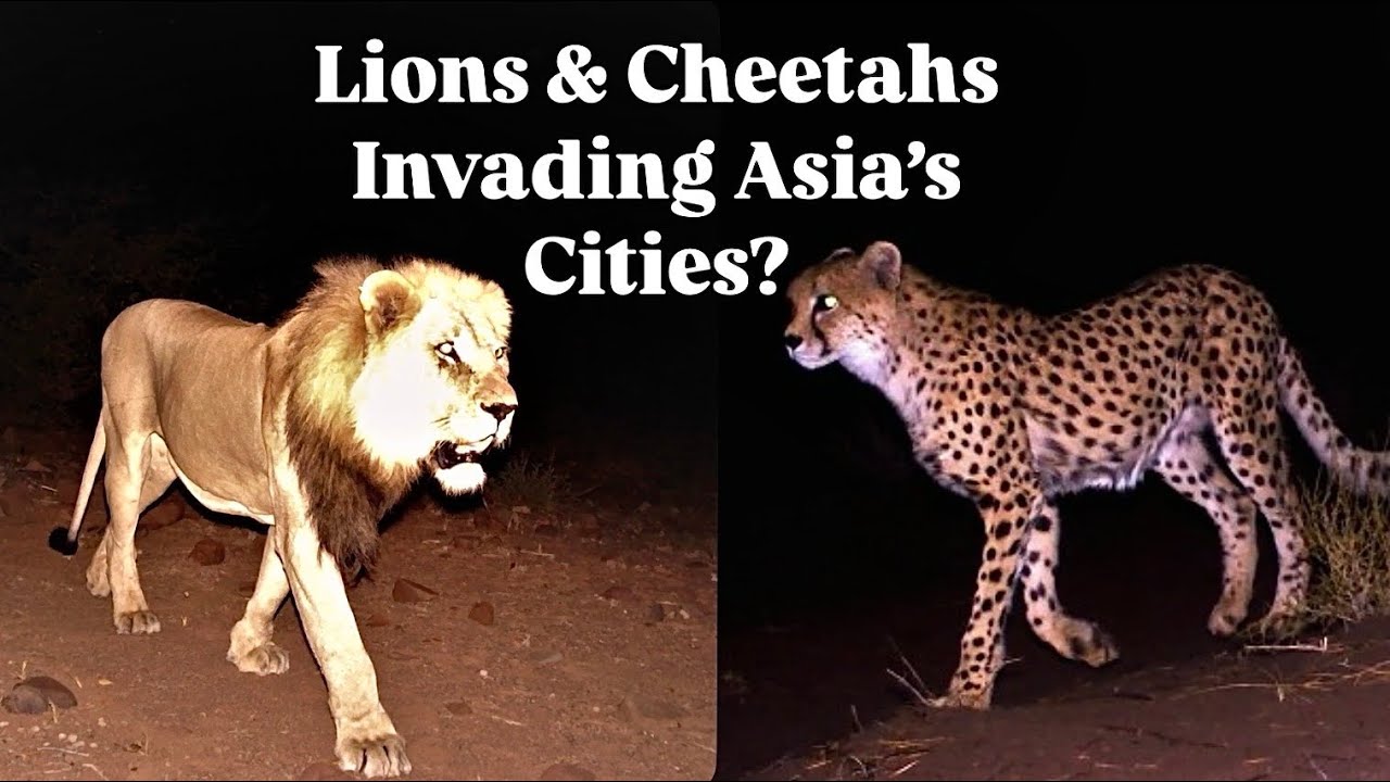 Asiatic Lions & Cheetahs: Asia’s Secret Big Cats!