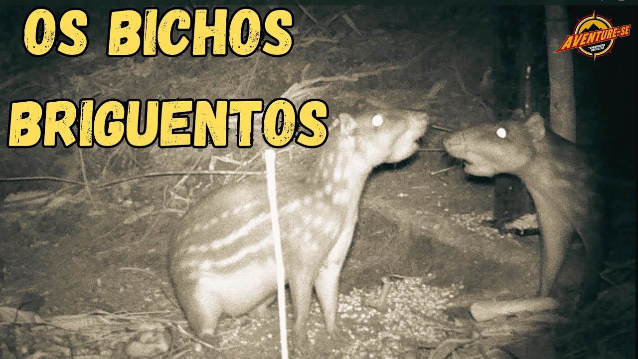 OS BICHOS BRIGUENTOS