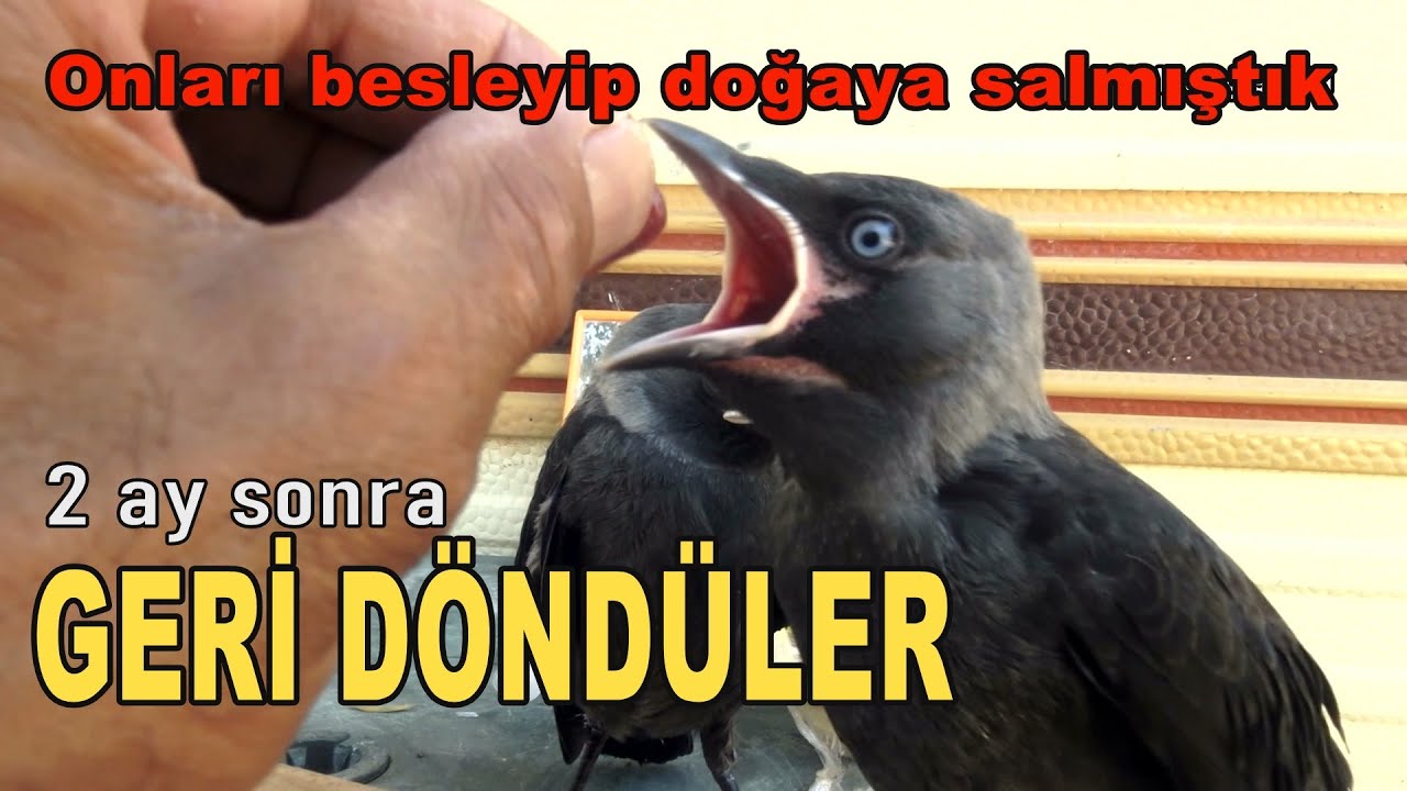 YAVRULAR GERİ DÖNDÜ Büyütüp doğaya salmıştık
