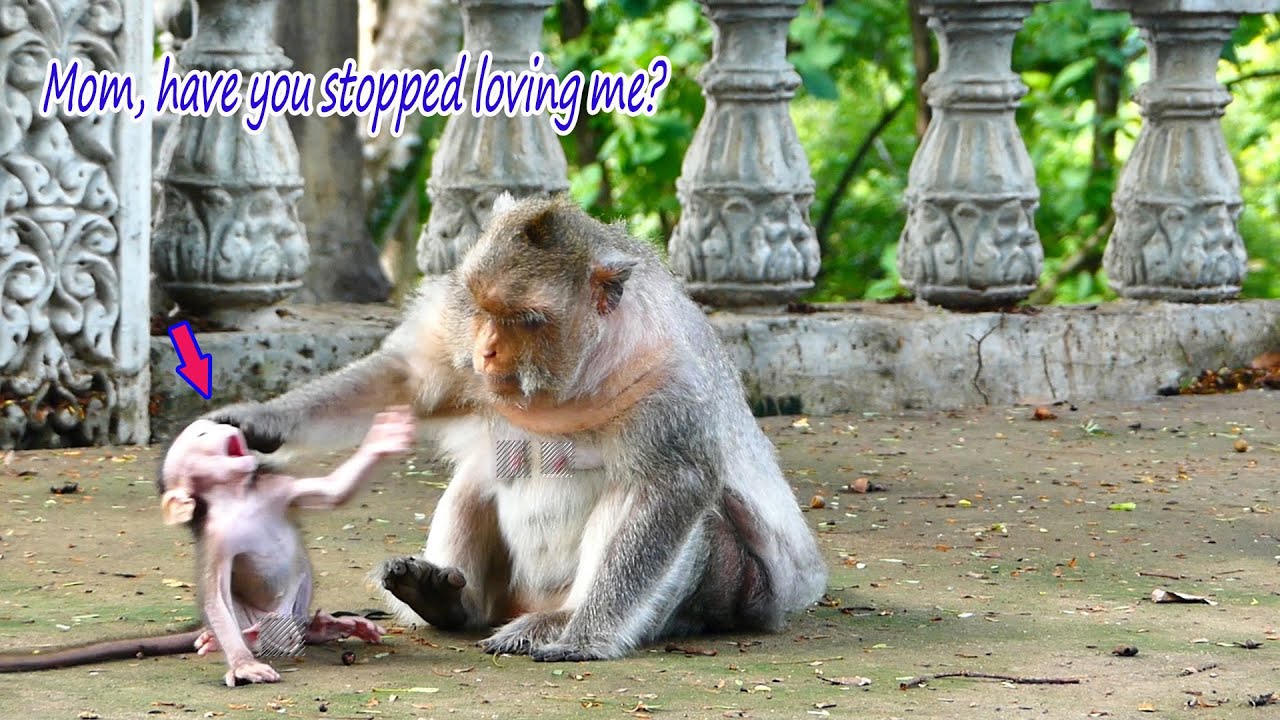 Every day also Sweet.......But this day What happen with baby monkey Beca and his Mom Berry