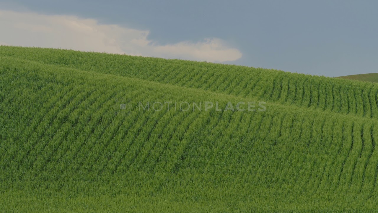 Agriculture Green Wheat Field Free Stock Footage