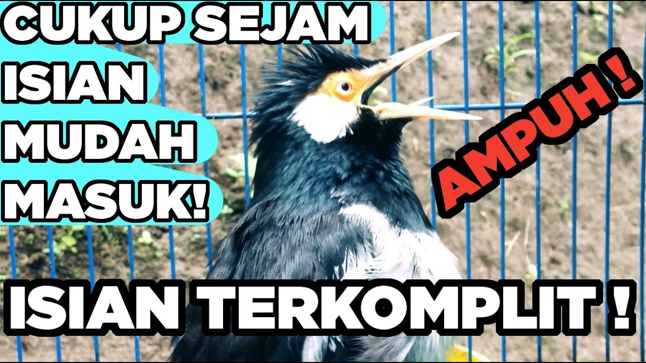 Pancingan Jalak Suren Betina Memanggil Jantan Suara Unik Kreasi Full Isian