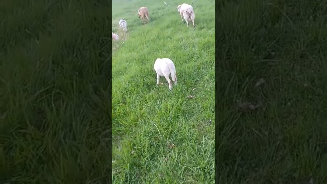 A Katahdin Ram running