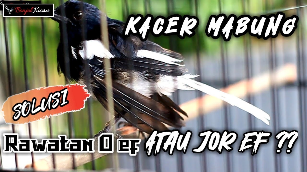 PERAWATAN KACER MABUNG !!! JADI BEGINI CARANYA AGAR PROSES MABUNG LEBIH CEPAT SELESAI - BONJOL KICAU