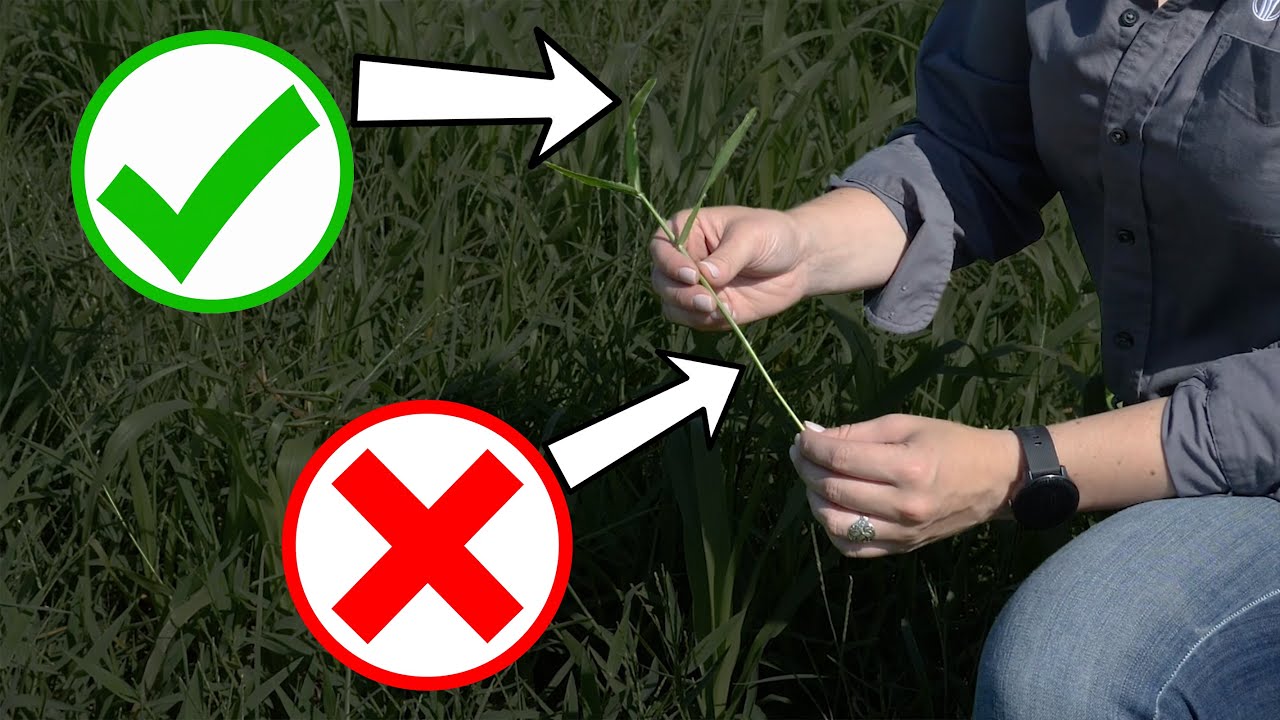 Do you know what your cattle are eating? How to sample your cattle's forage for quality.