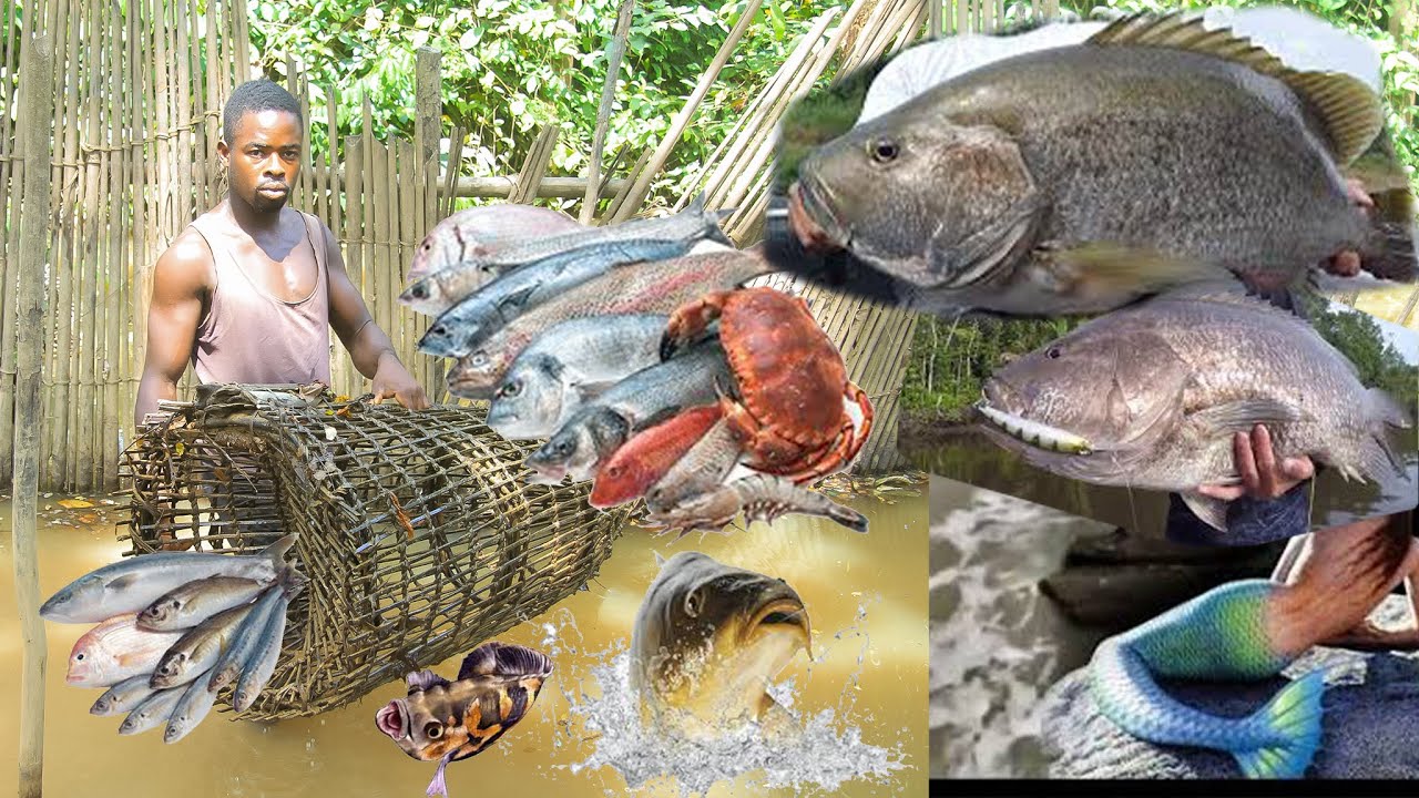 HOW TO CATCH CATFISH (MUDFISH)  LOCALLY IN AFRICA