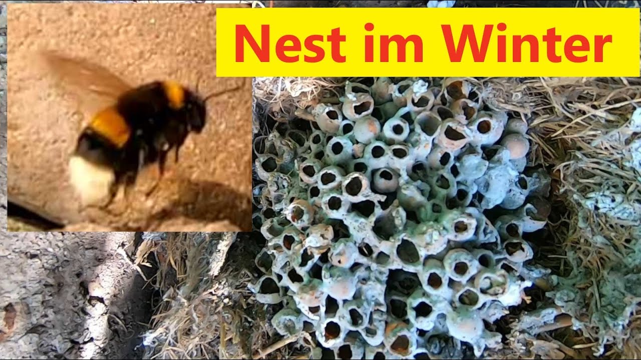 Hummelnest im Winter Öffnen , was ist von dem Nest noch übrig. bumble bee