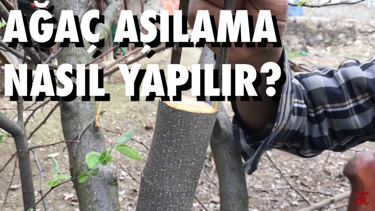 Ağaç Aşılama Nasıl Yapılır? Kalem Aşısı Nasıl Yapılır? Ayva Ağacı Aşılama