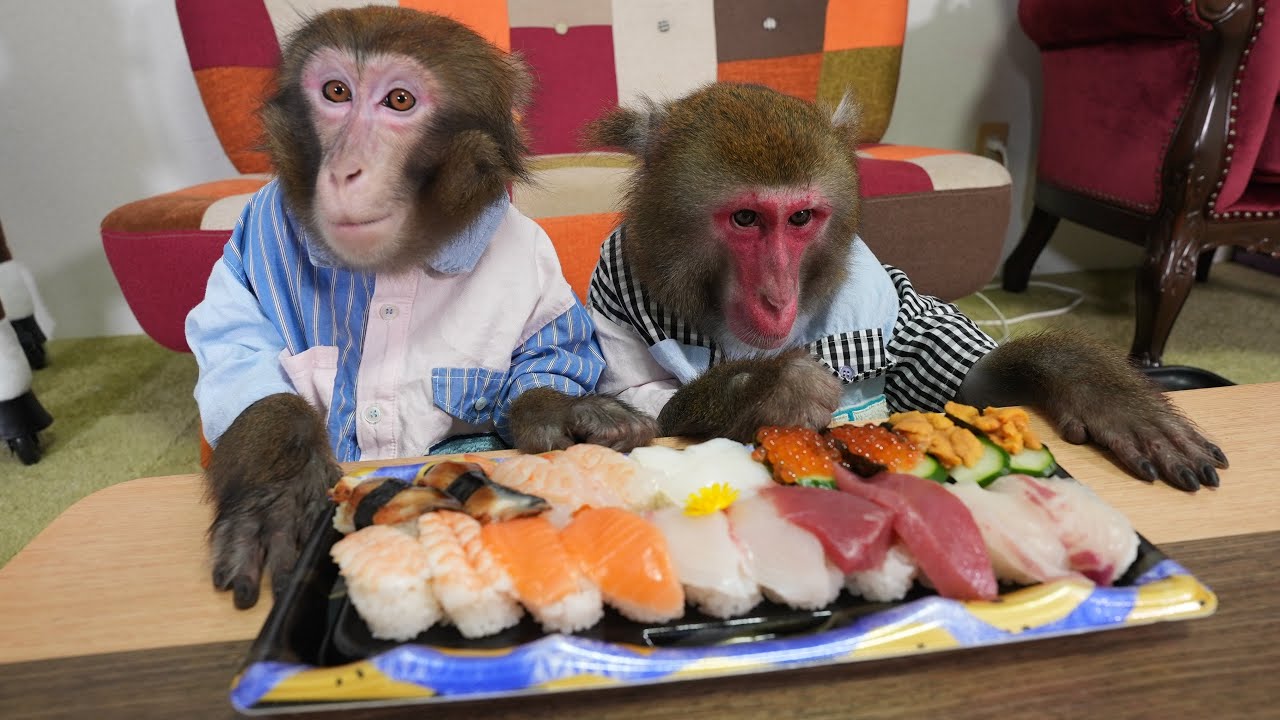 お猿さんにはじめて「お寿司」をあげました。食べたと思いますか？