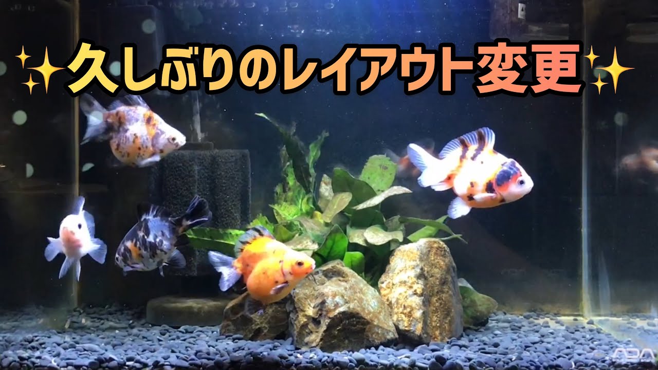 久しぶりのレイアウト変更！ 黒砂利はもういい！ 金魚大好き悠tube