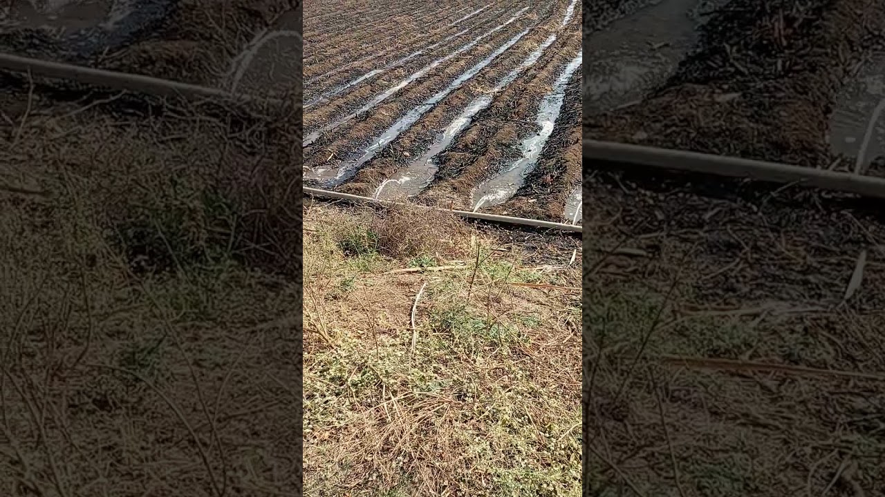 sugar cane simple water management system #shortfilm