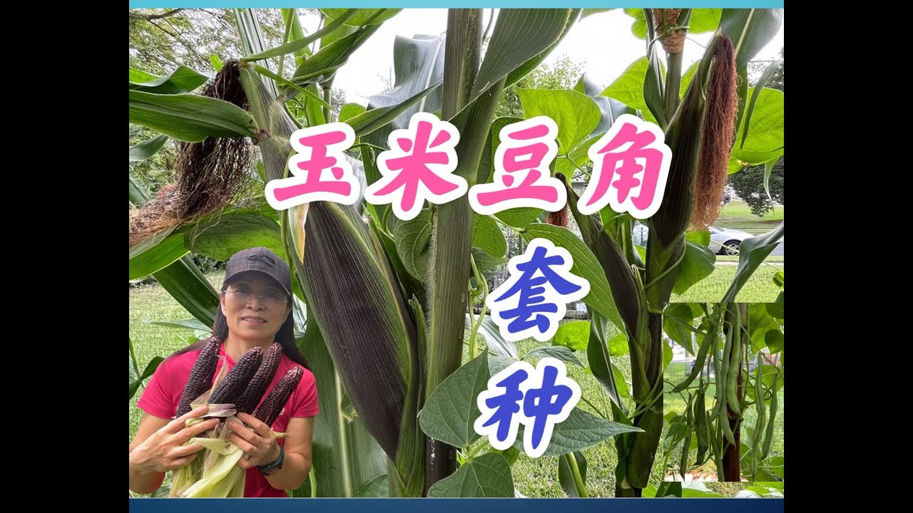 科学套种帮您解决家庭种植面积不足的困惑 #玉米和豆角套种成功的几大要素。