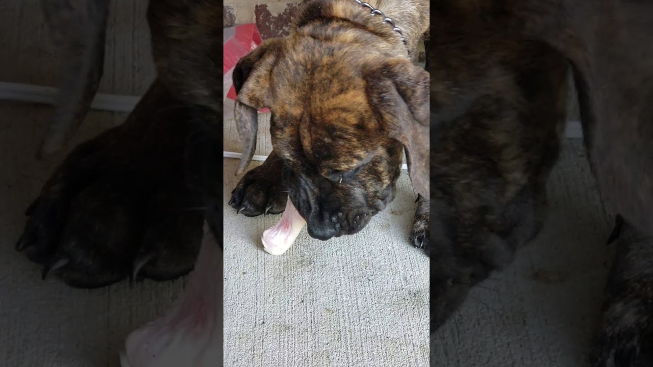 South African Boerboels