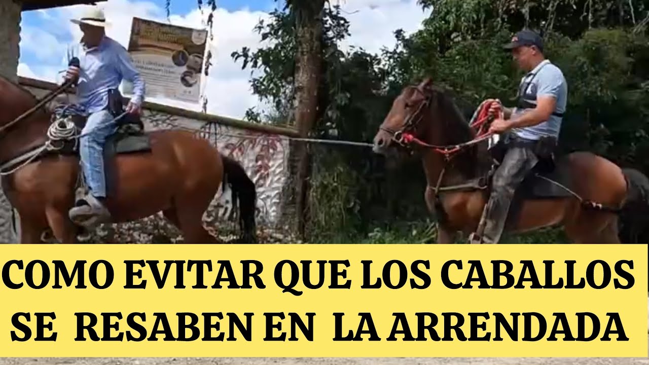 COMO EVITAR QUE LOS CABALLOS  SE RESABEN EN LA ARRENDADA resumen
