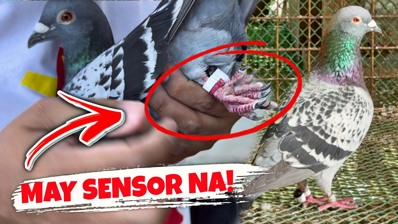 NILAGYAN KO NG PIGEON GPS TRACKER PARA MASUNDAN KO YUNG KALAPATI KO SA KARERA