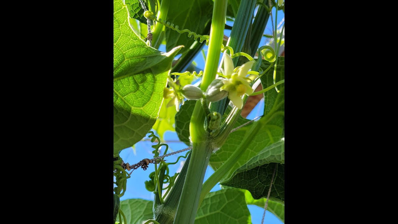 Chayote,,  porque mi chayote florece y no  produce fruto al principio?#garden #chayote