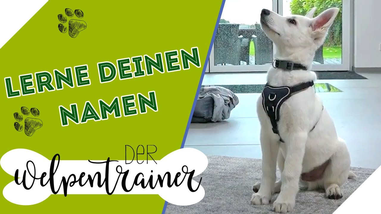NICHT SELBSTVERSTÄNDLICH! Wie lernt der Hund seinen Namen? | Der Welpentrainer | sixx