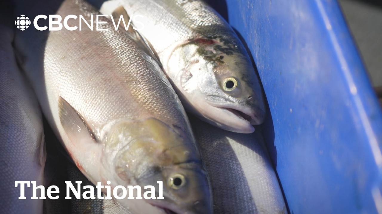 Sockeye salmon return to Fraser River in numbers not seen in decades