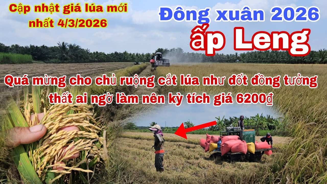 Cập nhật giá lúa 4/3/2026 giá lúa có dấu hiệu giảm nhẹ,quá trời khói tưởng thất ai ngờ !