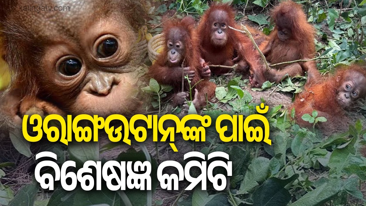 🔴 ଆଜିର ଖବର || Ajira Khabar || 7 PM News Bulletin || 12 September 2026 || Kalinga TV