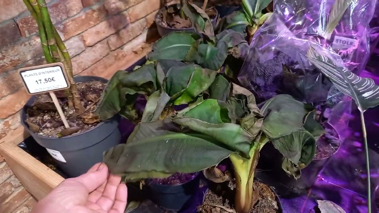 Что делать? Плакать или радоваться.#растения #цветы #plants #цветущиеорхидеи #garden #reptiles #сад 