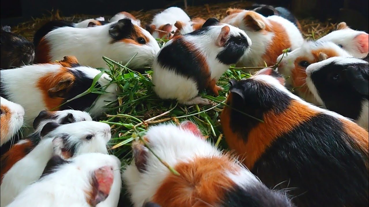 ASMR Guinea pig eating, guinea pig dinner, cute and funny Guinea pig videos, pets 