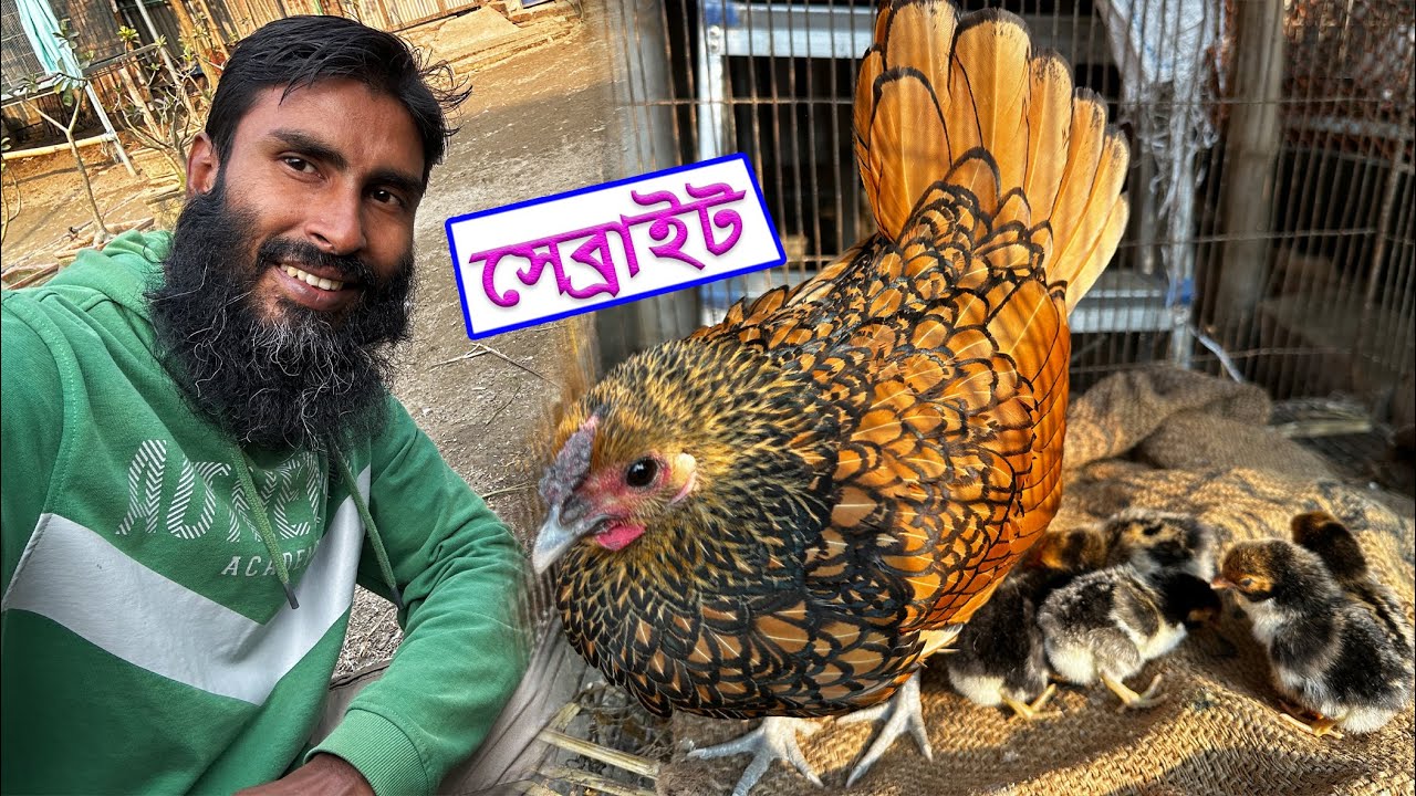 গোল্ডেন সেব্রাইট মুরগির বাচ্চা ফুটেছে || Bird's Canvas