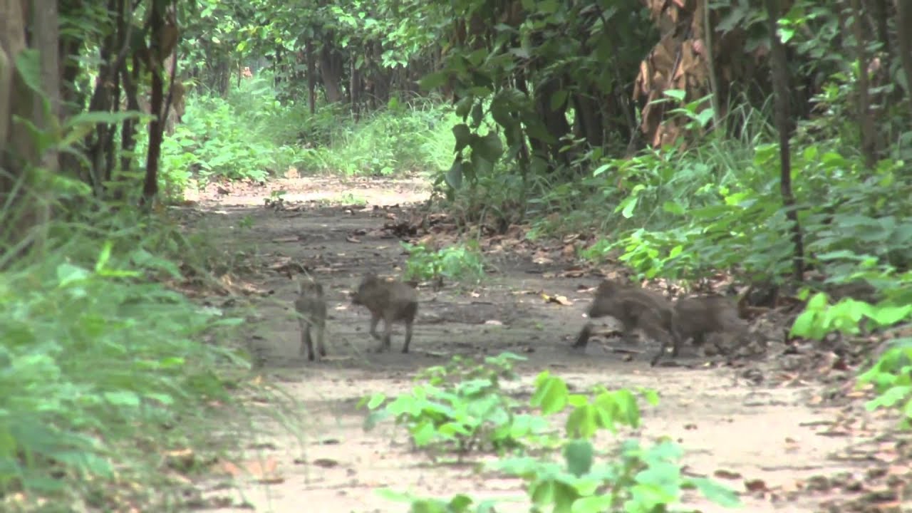 Conservation Through Cameras
