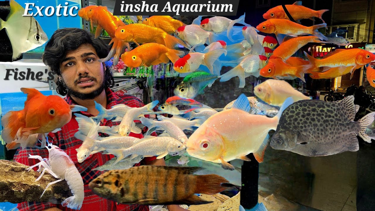 Insha Aquarium Shop in Khilwat | Exotic Fishes Available in Hyderabad | Wild Fishes | Soft Fishes